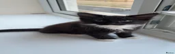 British Longhair cats for sale: British longhaired kitten - Advert 2