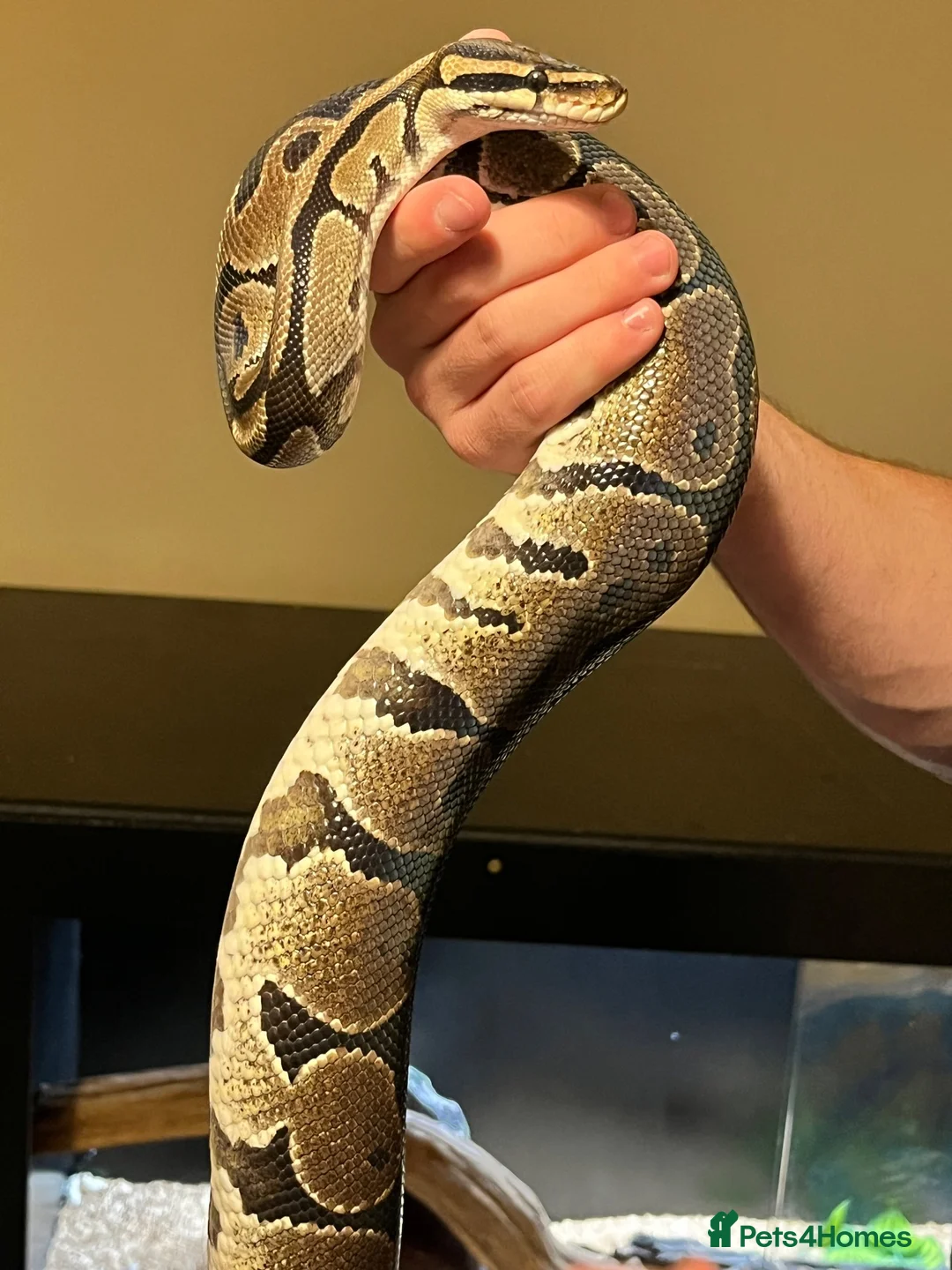 Python Snake reptiles for sale: Royal Python - Advert 1