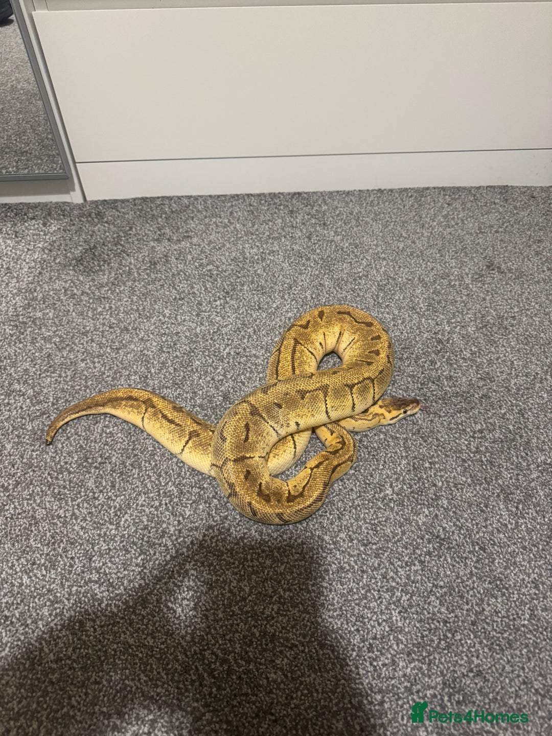 Python Snake reptiles for sale: Pastel Enchi Pinstripe Female - Advert 2