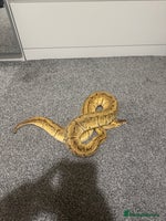 Python Snake reptiles Pastel Enchi Pinstripe Female - Advert 3