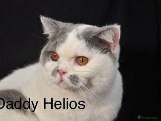 British Shorthair cats - Advert 4