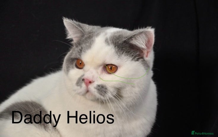 British Shorthair cats - Advert 16