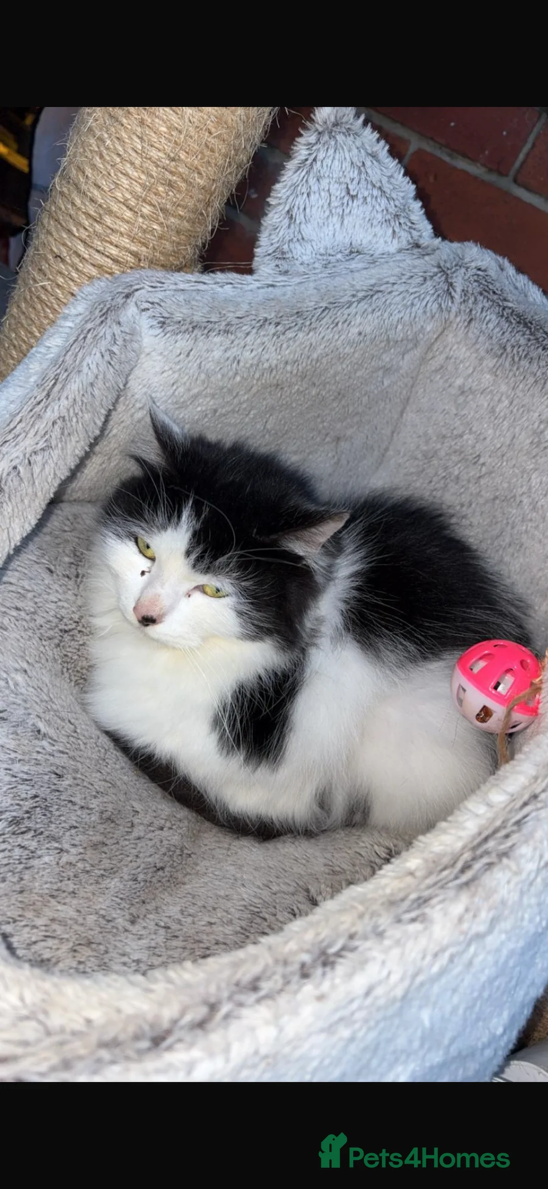 Domestic Shorthair cats for sale: Tabby rescue kittens 🥰🧡 - Advert 3