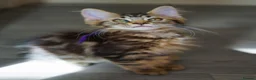 Maine Coon cats for sale: Gorgeous pure breed Mainecoon kittens ready now - Advert 24