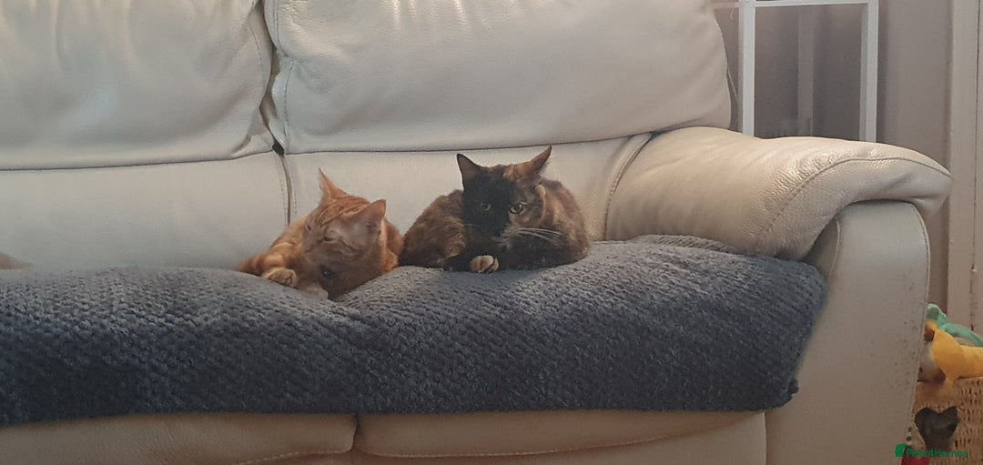 Mixed Breed cats for sale: Adorable kittens  - Image 12