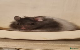 Hamster rodents for sale: Long Haired Syrian Hamster - Image 6