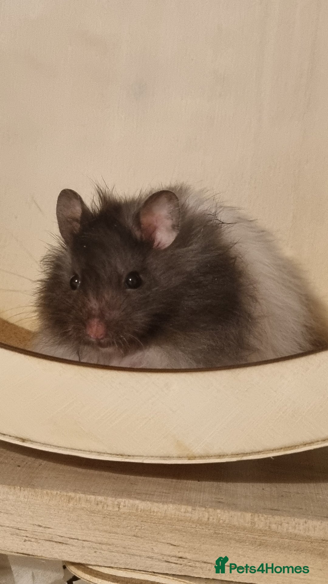 Hamster rodents for sale: Long Haired Syrian Hamster - Image 6
