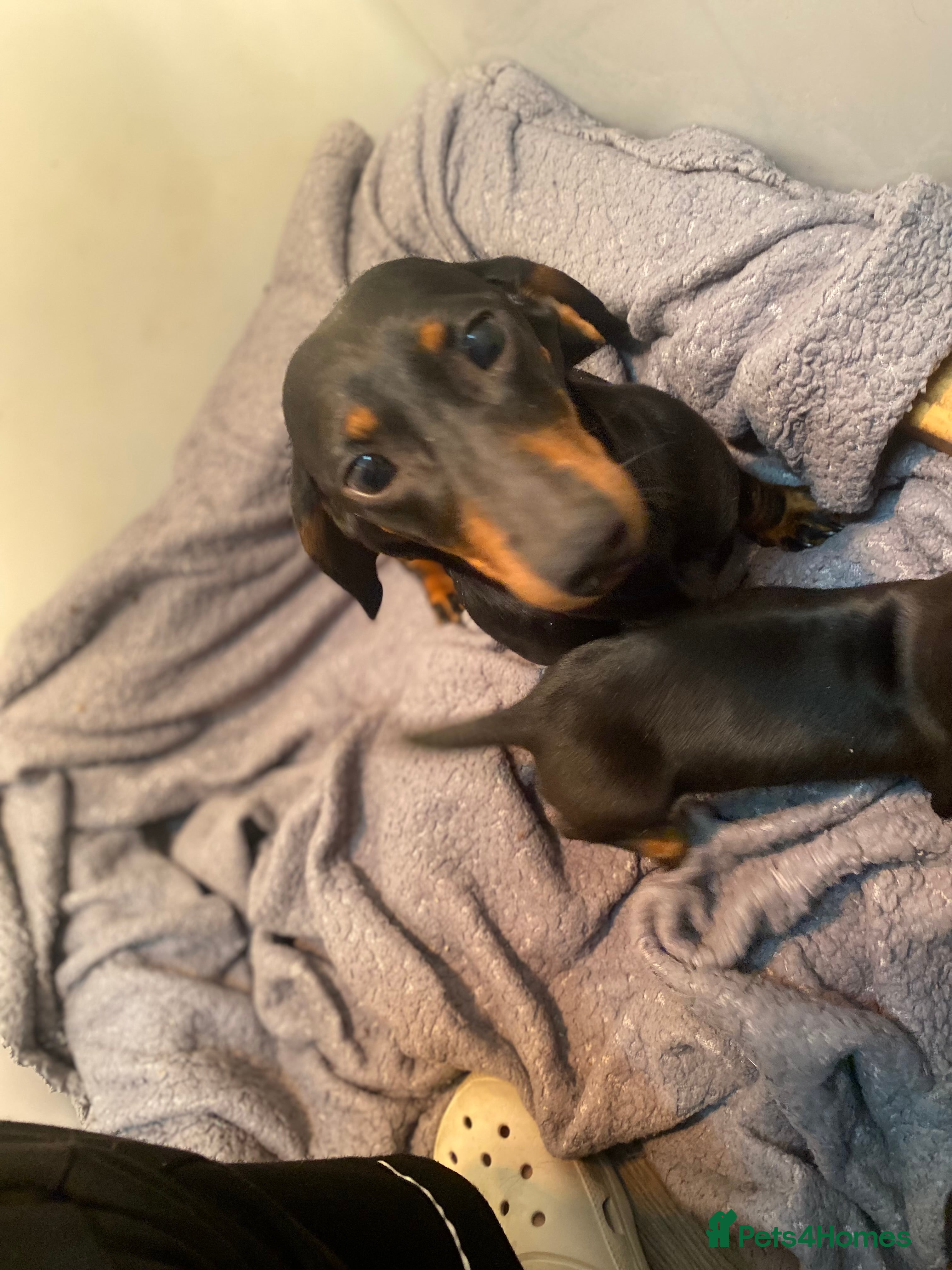 Dachshund dogs Three dachshund’s ready to go now!!! - Advert 1
