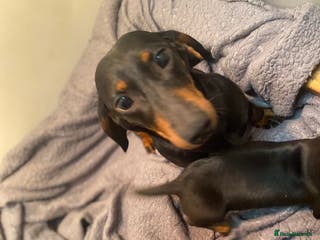 Dachshund dogs Three dachshund’s ready to go now!!! - Advert 13