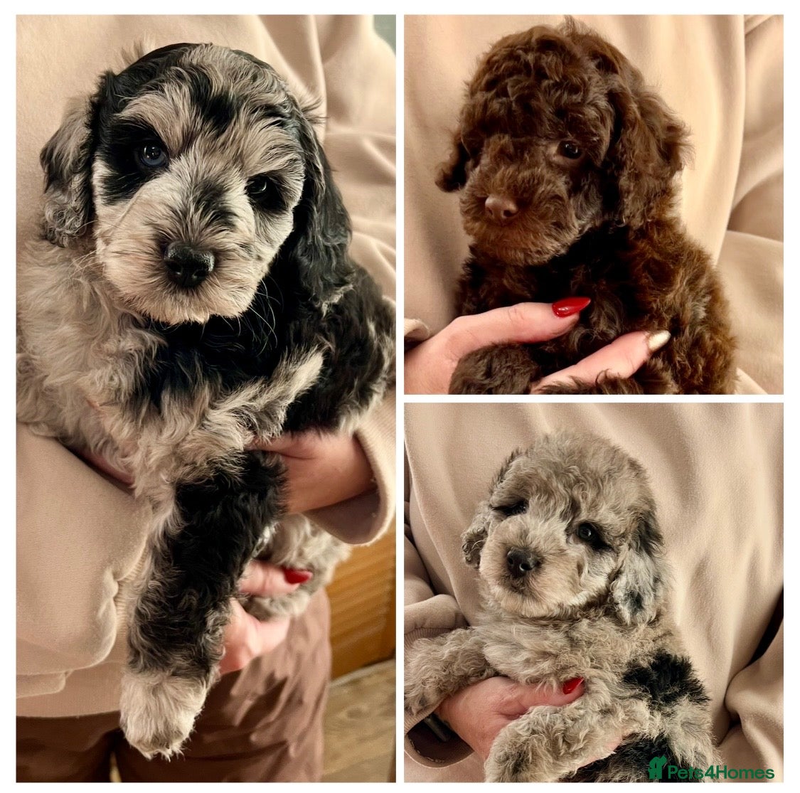 Labradoodle dogs F1b Labradoodles, Miniature Health tested parents - Advert 5