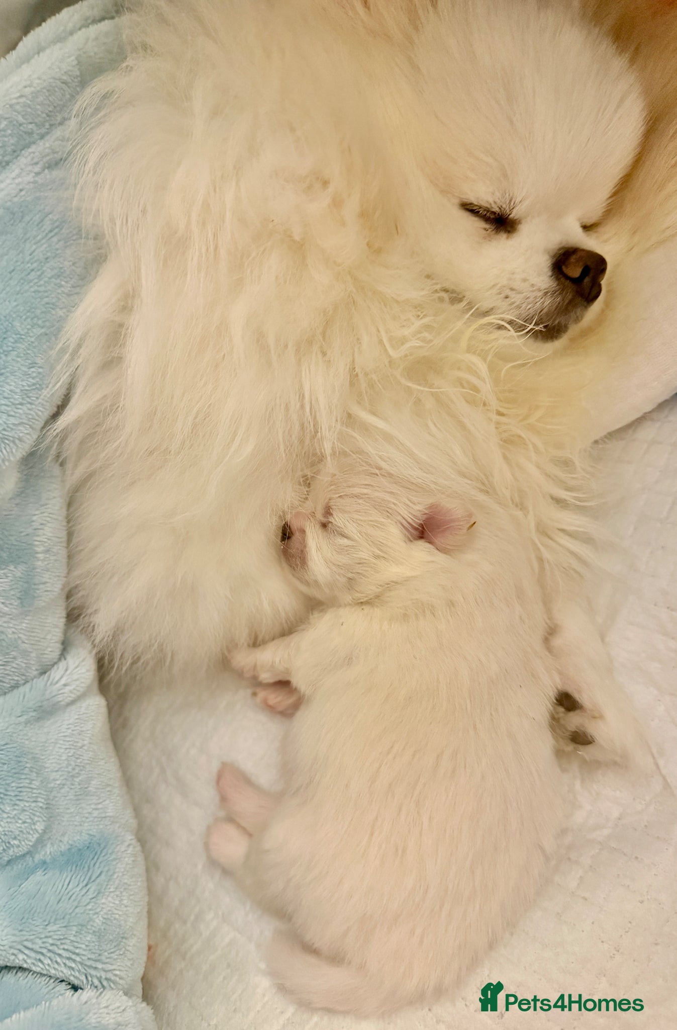 Pomeranian dogs ❤️*Stunning KC pure white boy from KC parents*❤️ - Advert 2