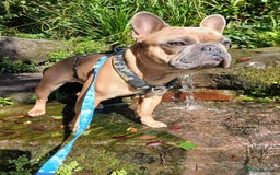 French Bulldog dogs for sale: Loving affectionate frenchie - Image 5