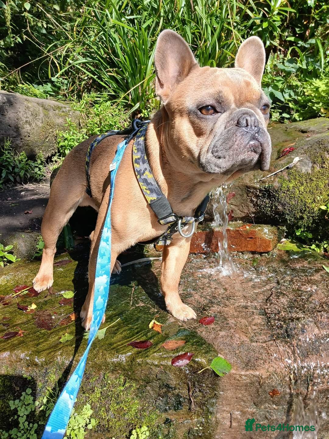 French Bulldog dogs for sale: Loving affectionate frenchie - Image 5