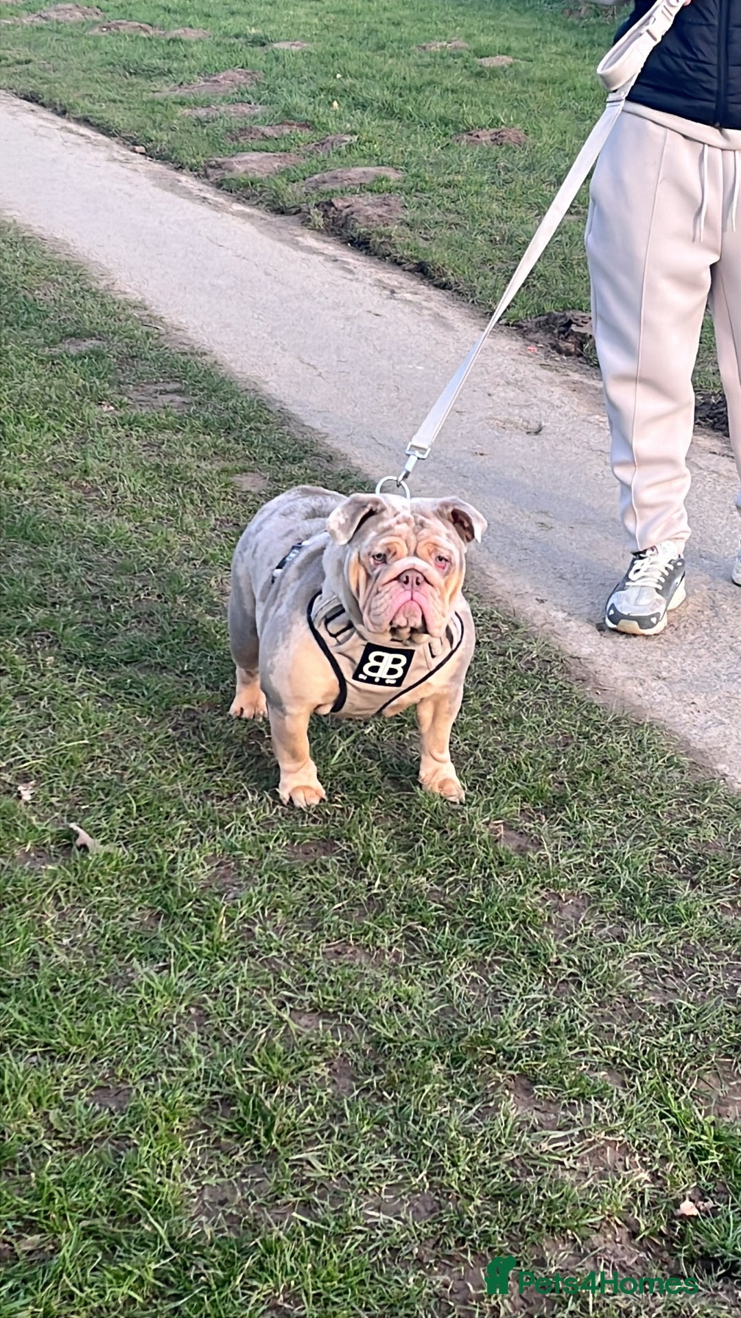 English Bulldog dogs for sale: Outstanding English bulldog  - Advert 13