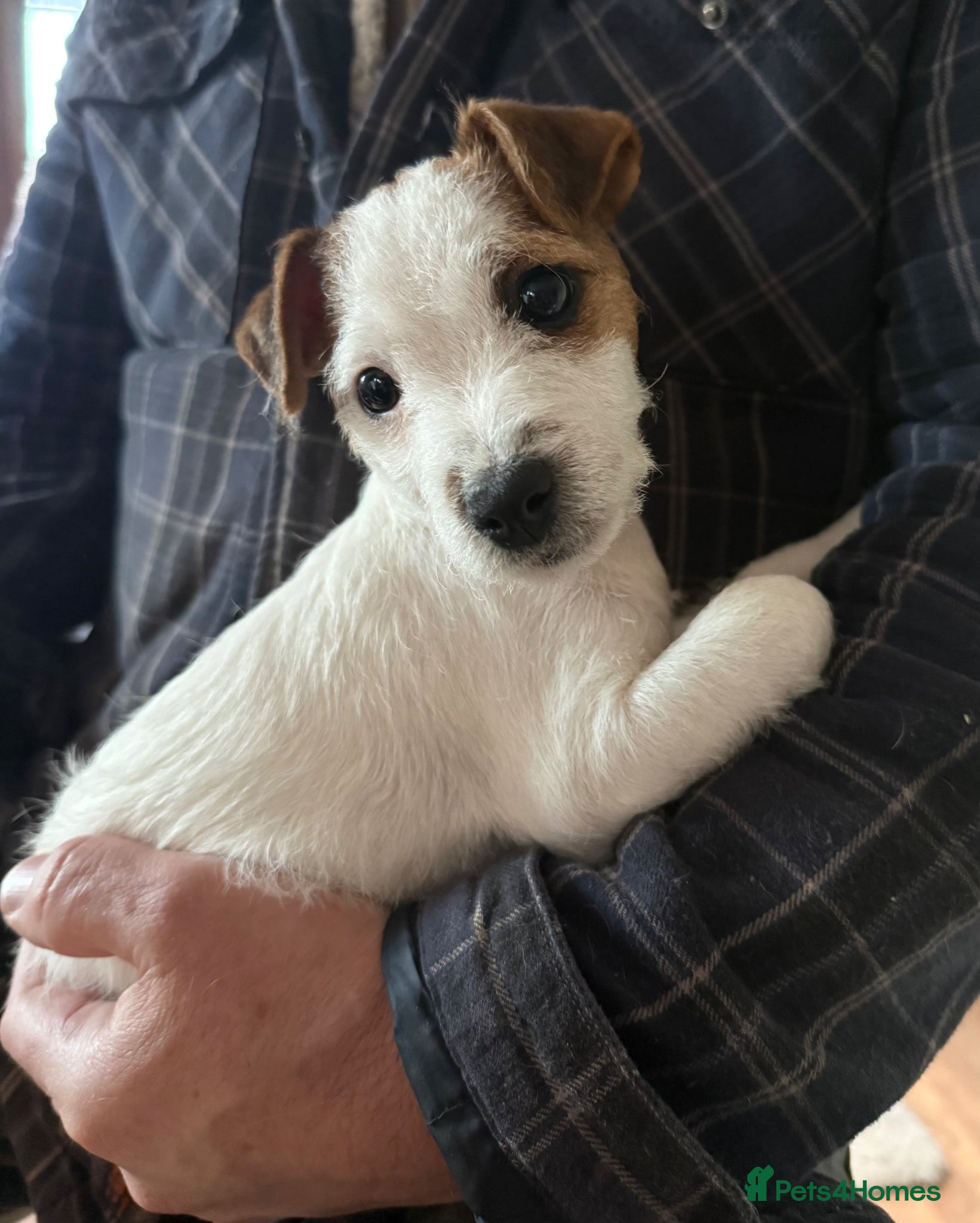 Parson Russell dogs Parson Russell Terrier - Advert 6