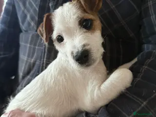 Parson Russell dogs Parson Russell Terrier - Advert 6