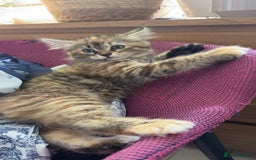 Mixed Breed cats for sale: STUNNING MULTICOLOURED KITTEN !!! - Image 13