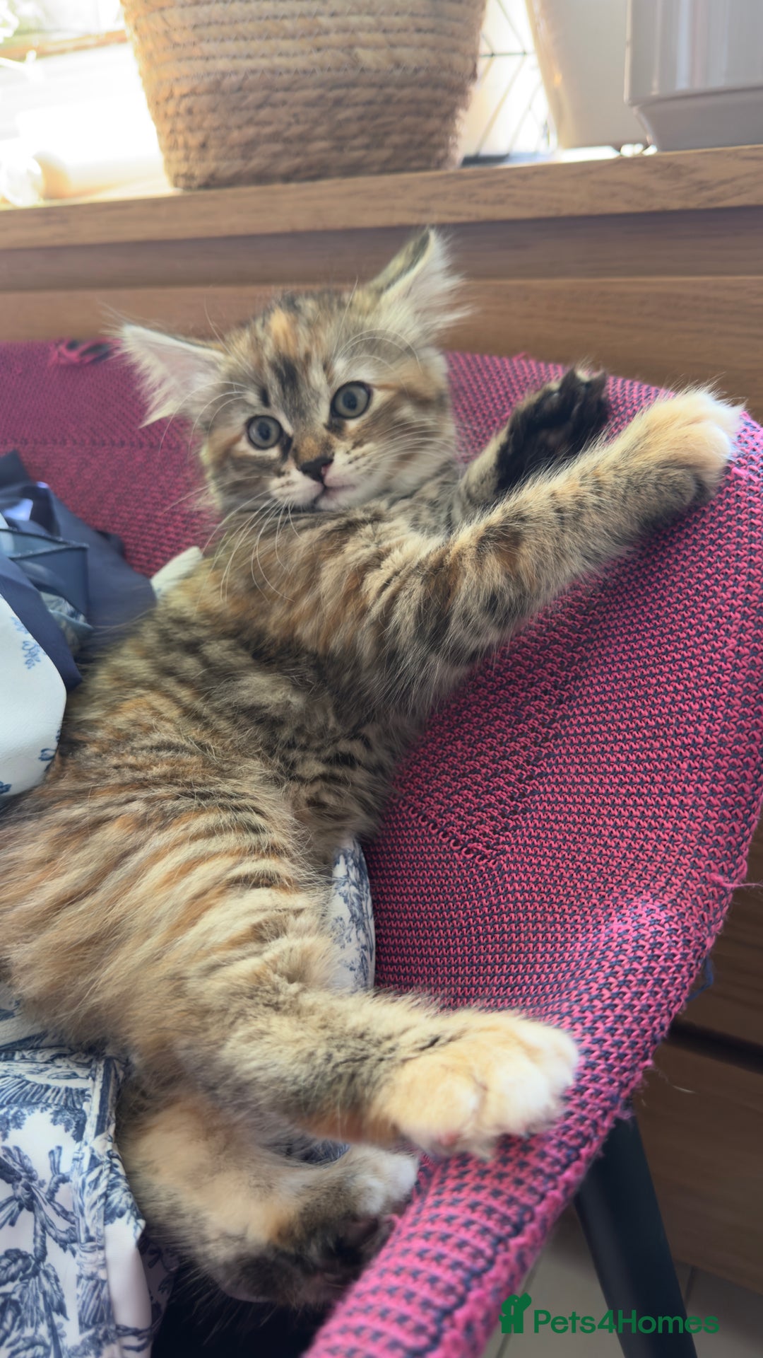 Mixed Breed cats for sale: STUNNING MULTICOLOURED KITTEN !!! - Image 13