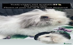 Mini Lion Lop rabbits for sale: Blue Eyed TeddyWidder Girl - Image 4
