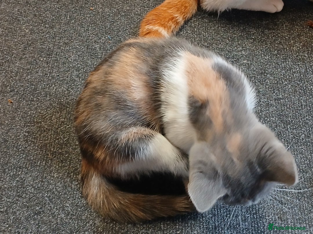 Mixed Breed cats for sale: 2 beautiful female lovely kittens and playfull - Image 17
