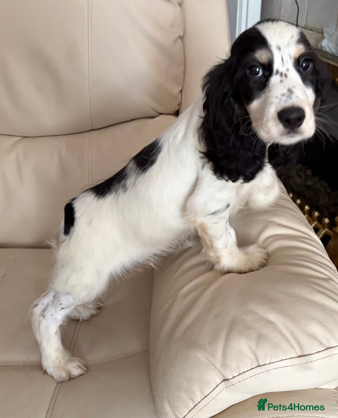 Cocker Spaniel dogs for sale: Cocker Spaniel Boy Puppy - Image 7