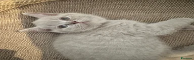 British Shorthair 7