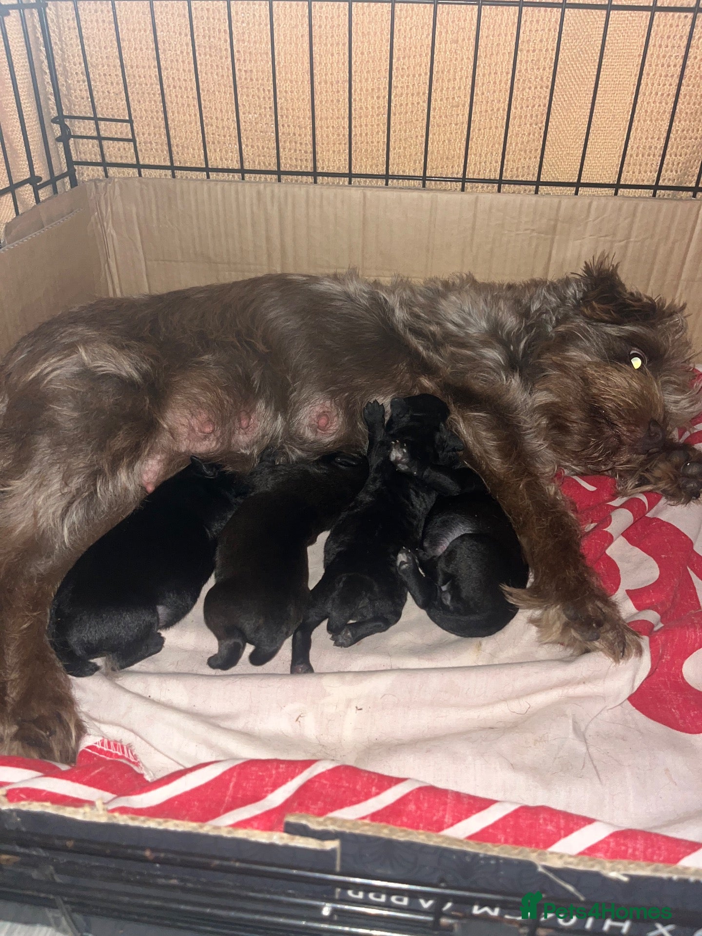Patterdale Terrier dogs Patterdale pups - Advert 1