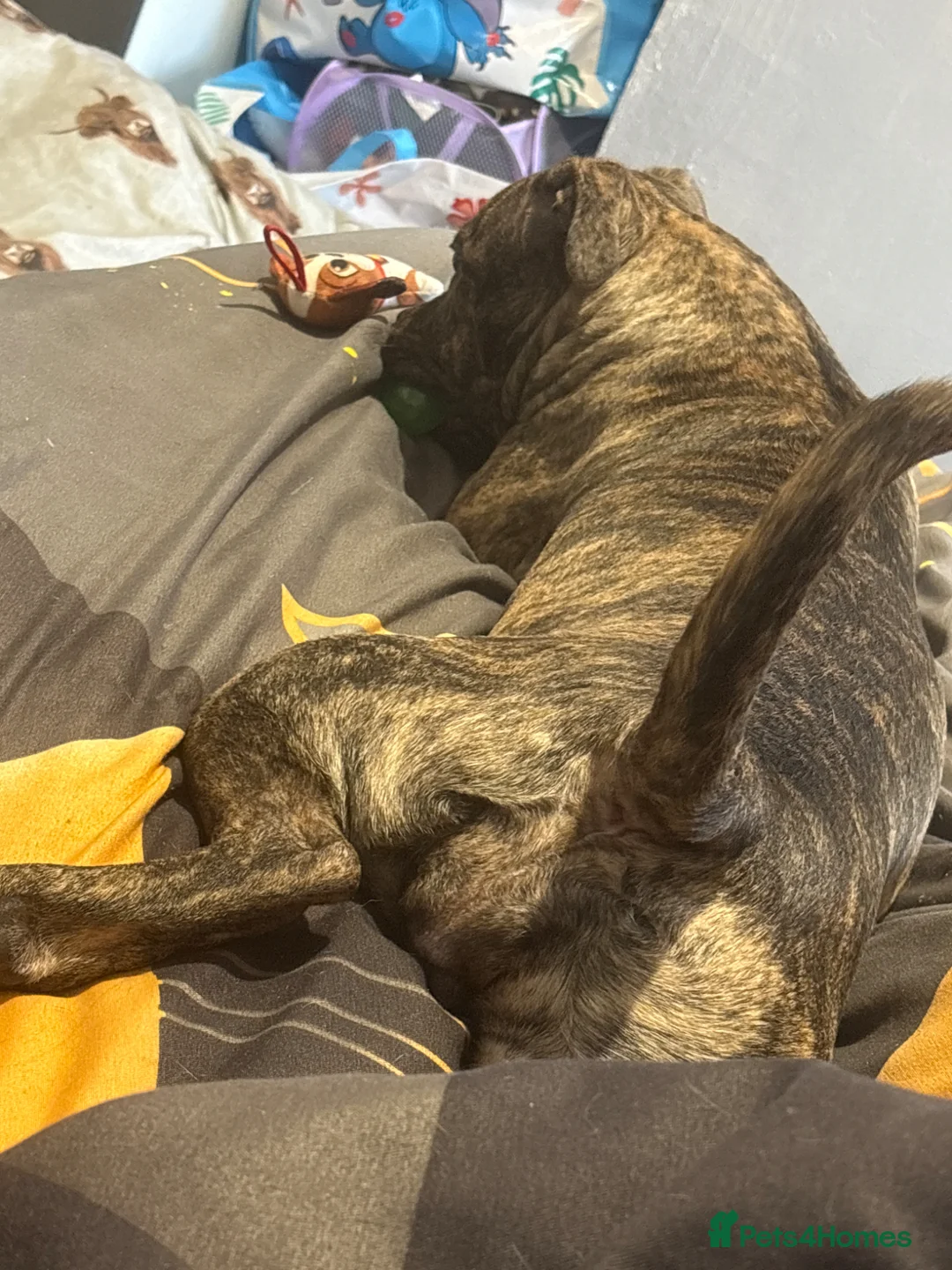 Mixed Breed dogs for sale: Staffordshire bull terrier puppy  in Birmingham - Advert 2