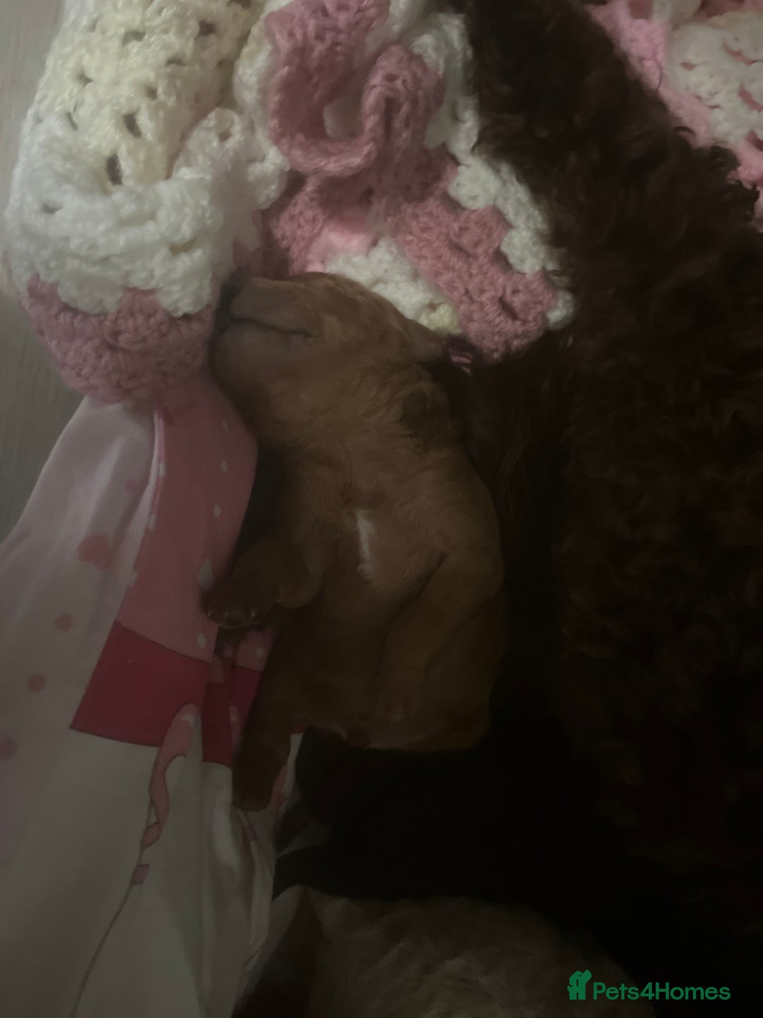 Cockapoo dogs for sale: Toy cockapoo - Advert 6