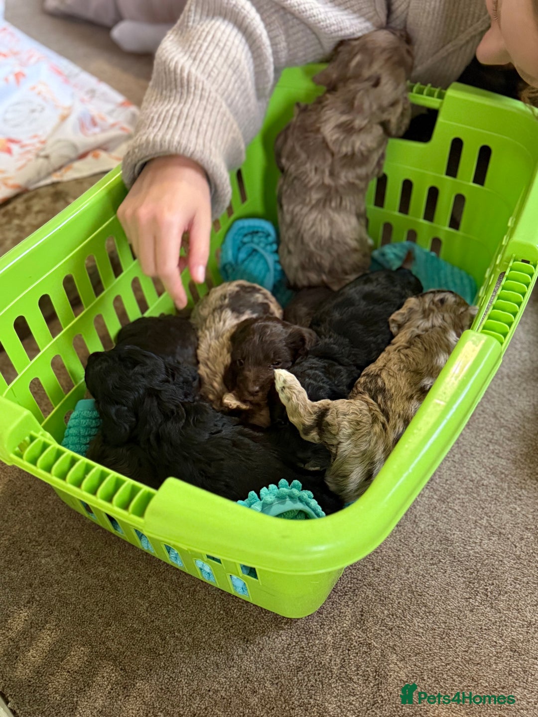 Cockapoo dogs for sale: F1 Cockapoos  - Image 10