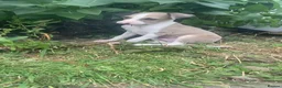 Italian Greyhound dogs for sale: Italian greyhounds in Doncaster - Advert 4
