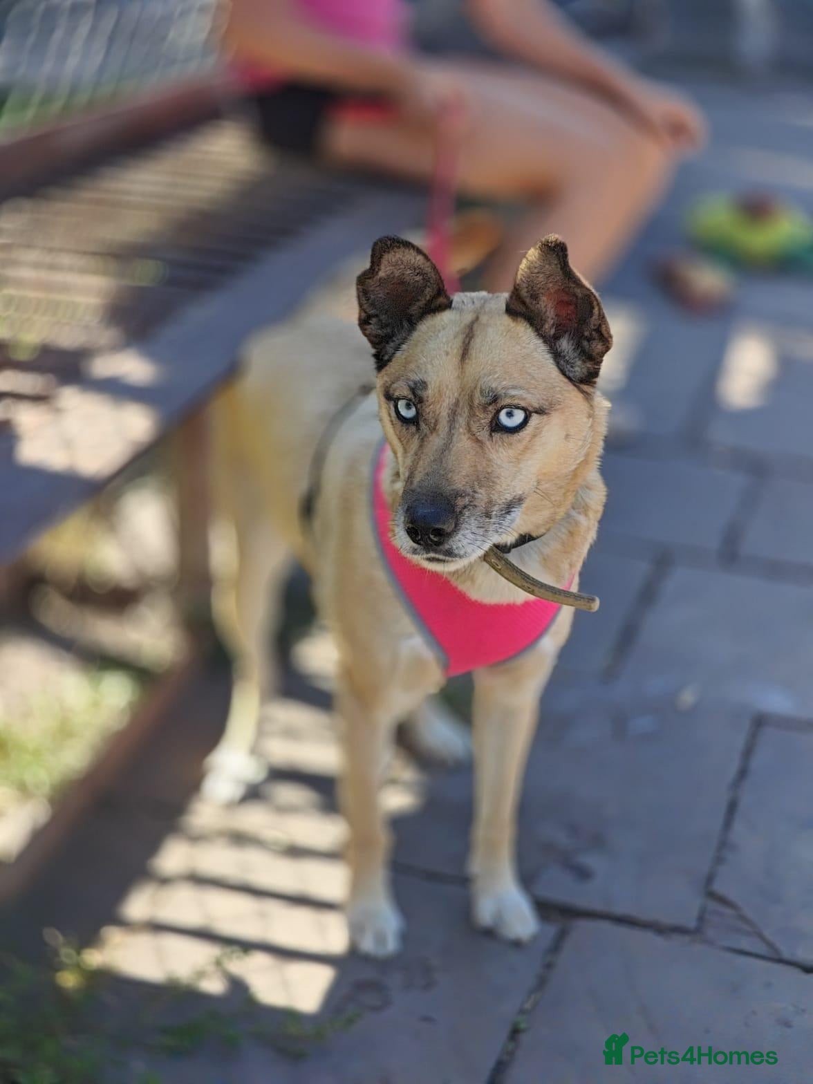 Mixed Breed dogs ❤️TERRA❤️ – THE GIRL YOU WILL FALL IN LOVE - Advert 1