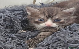 British Shorthair cats for sale: Lovely little British short haired kittens  - Image 16