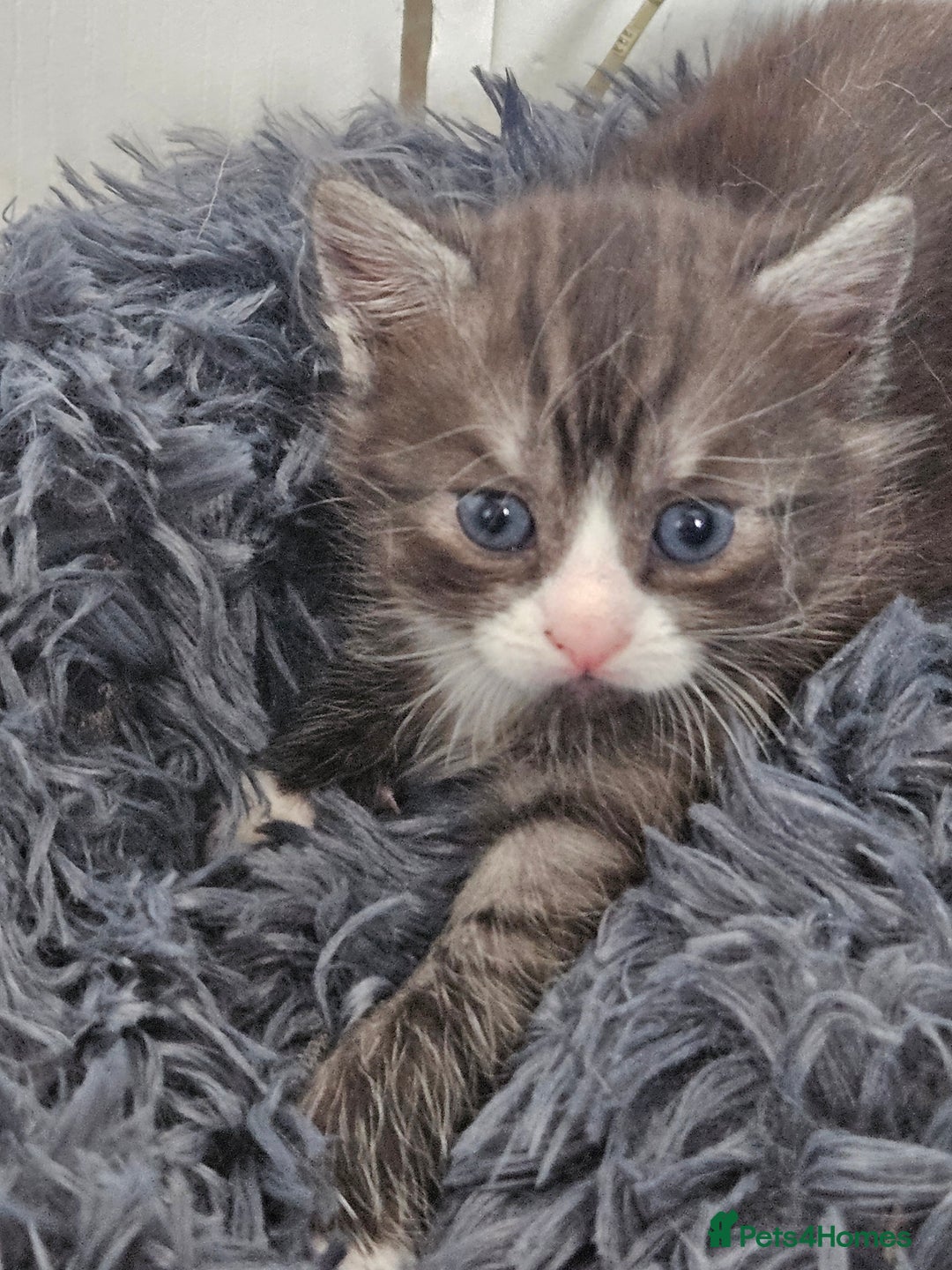 British Shorthair cats for sale: Lovely little British short haired kittens  - Image 16