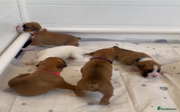 Boxer dogs for sale: !!Beautiful boxers available - Image 5