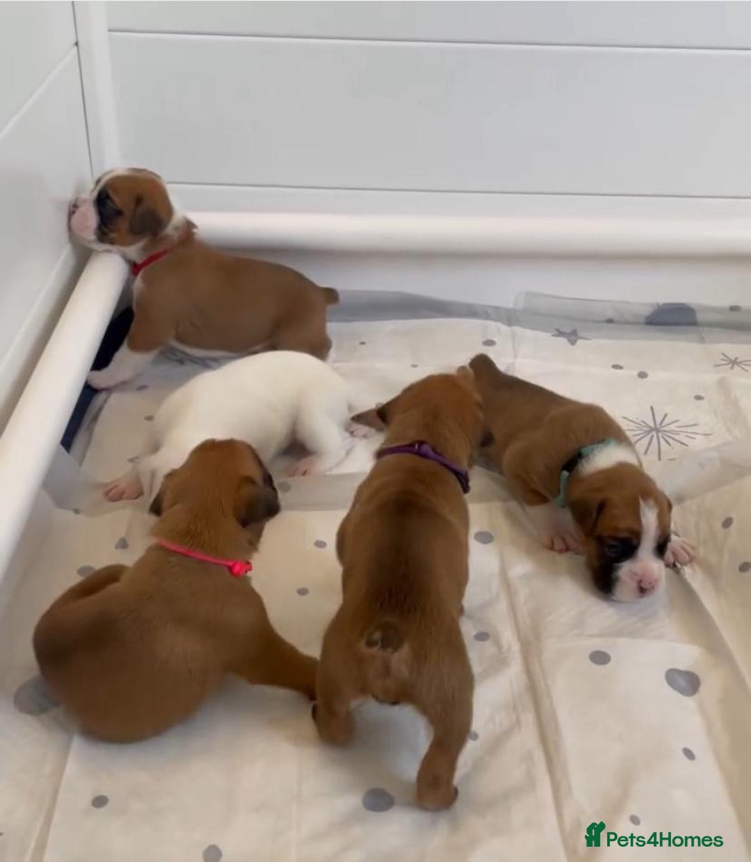 Boxer dogs for sale: !!Beautiful boxers available - Image 5