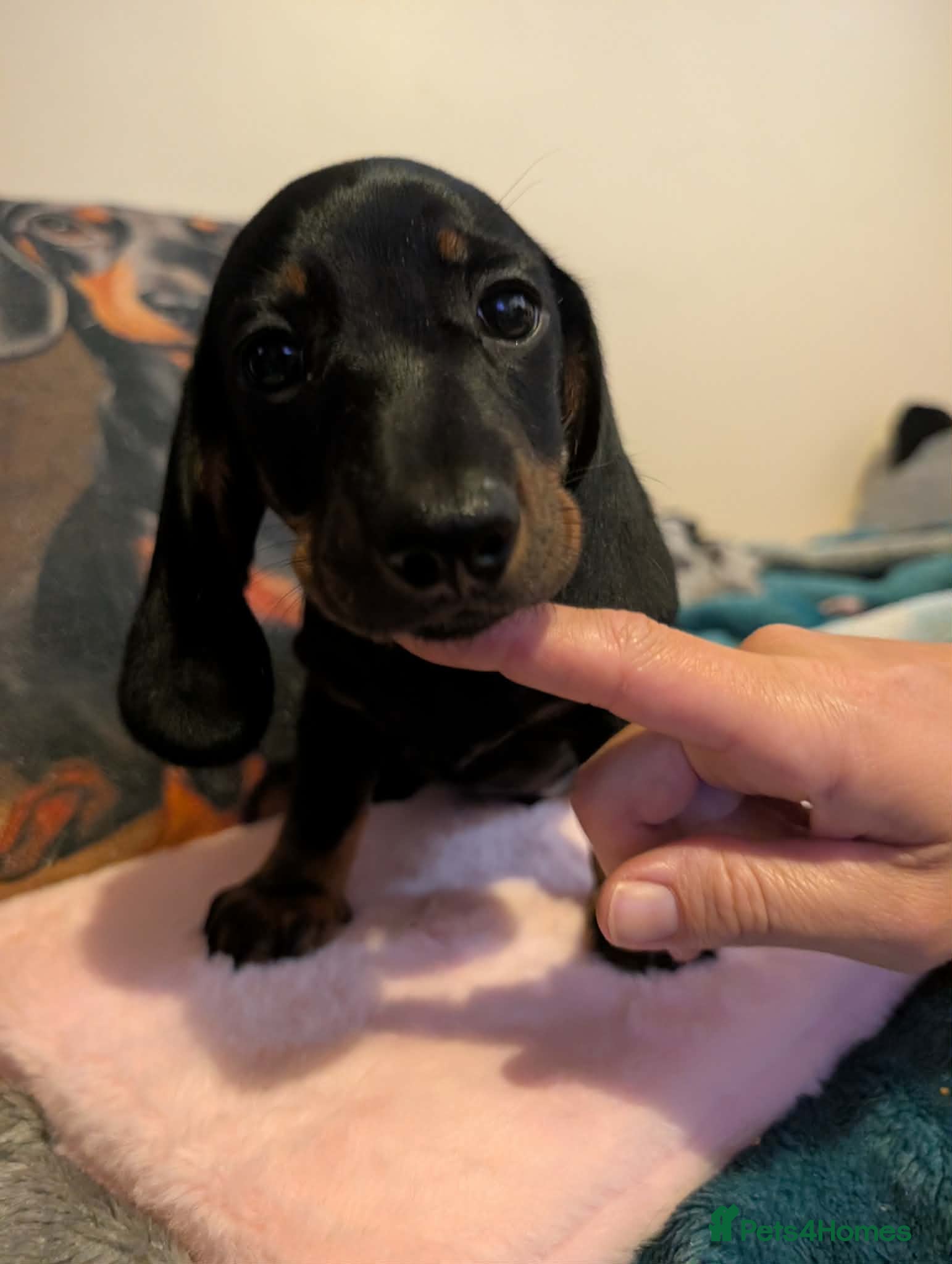 Miniature Dachshund dogs Miniature dachshund babies  - Advert 1
