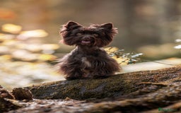 Yorkshire Terrier dogs for stud: Chocolate Yorkshire terrier for stud - Image 1