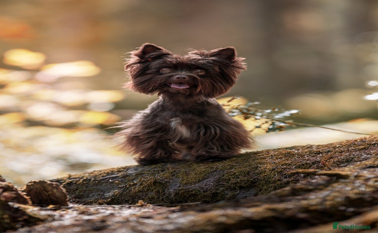 Yorkshire Terrier dogs - Advert 4