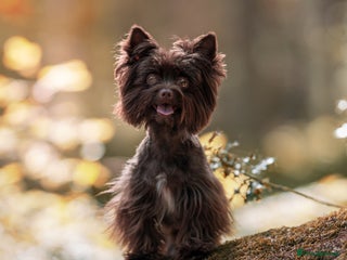 Yorkshire Terrier dogs - Advert 2