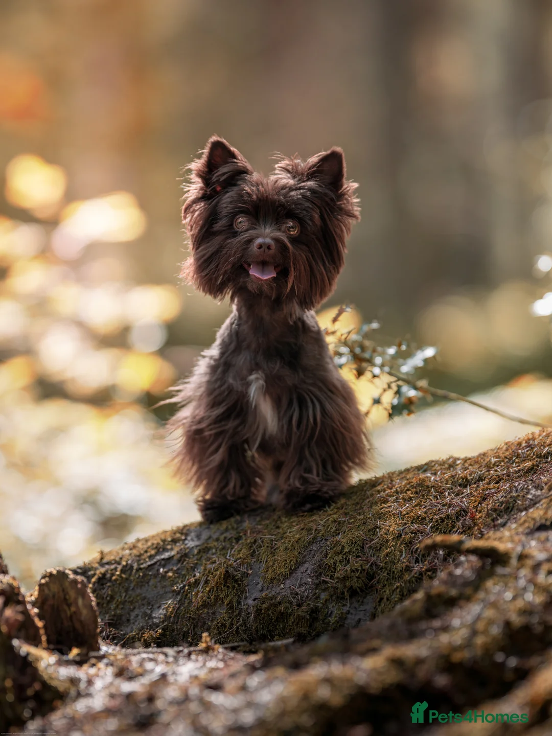 Yorkshire Terrier dogs for stud: Chocolate Yorkshire terrier for stud - Advert 1