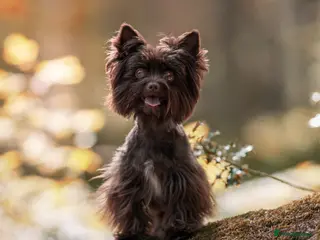 Yorkshire Terrier dogs Chocolate Yorkshire terrier for stud - Advert 4