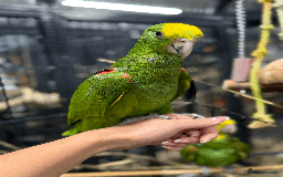 Parrots birds for sale: Stunning rare Magna double yellow headed Amazons  - Image 5