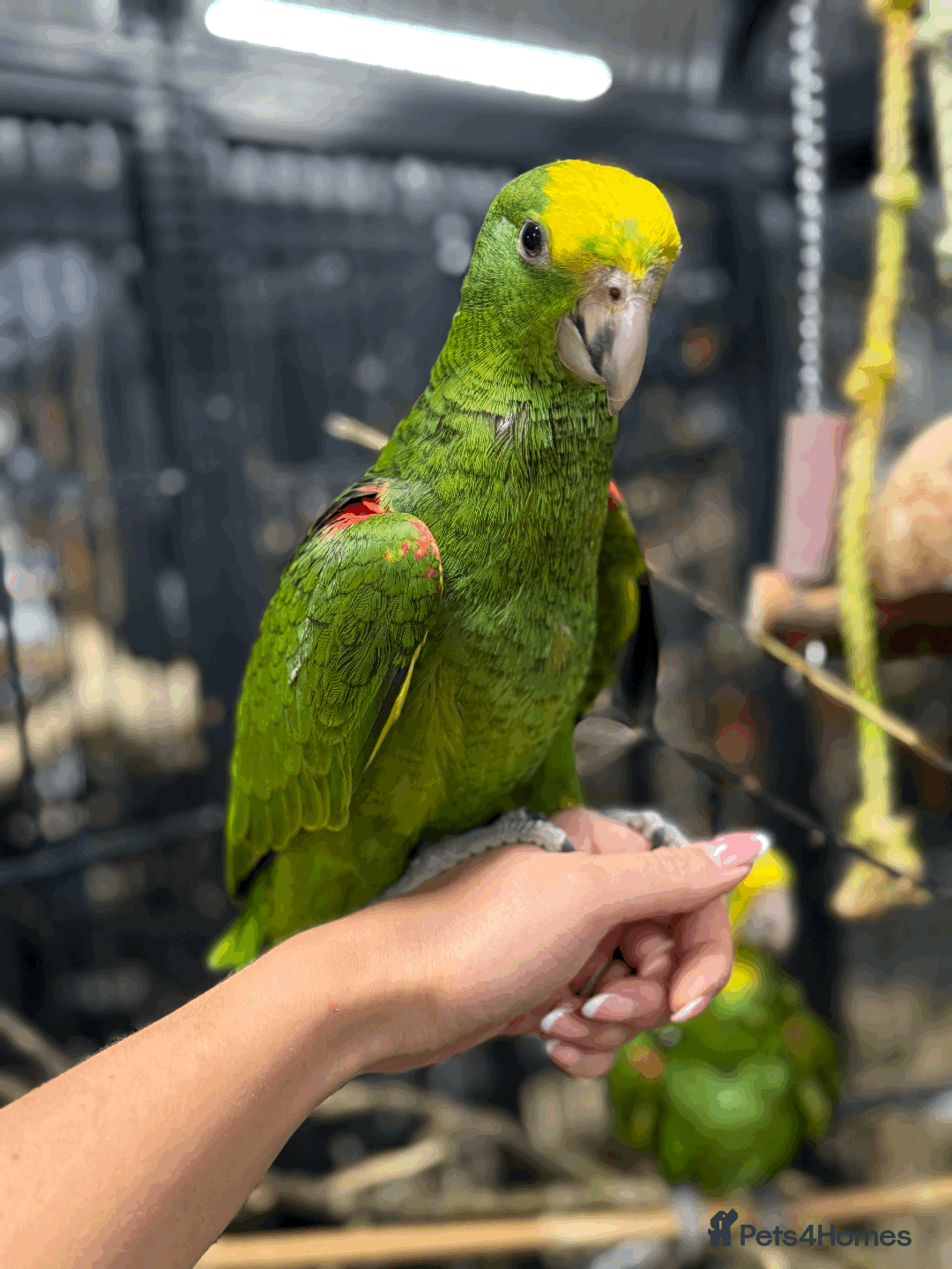 Parrots birds for sale: Stunning rare Magna double yellow headed Amazons  - Image 5