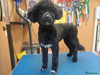 Portuguese Water Dog dogs Portuguese water dog - Advert 15