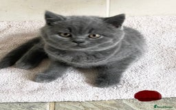 British Shorthair cats for sale: BRITISH SHORTHAIR KITTENS  - Image 5