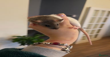 Rat rodents - Advert 13