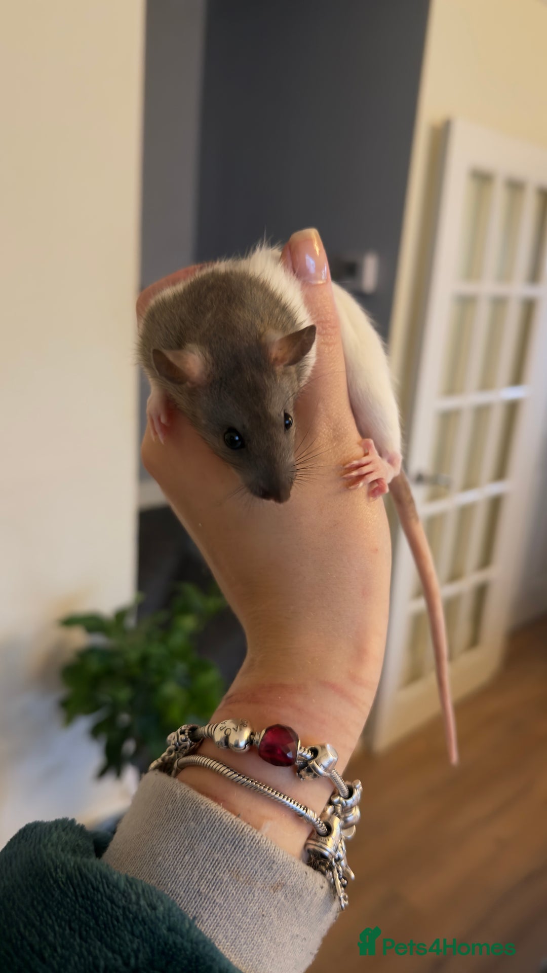 Rat rodents for sale: Fancy Rat Cross Dumbo Rex rat pups  - Image 3
