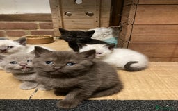 British Shorthair cats for sale: Healthy, happy kittens - Image 1