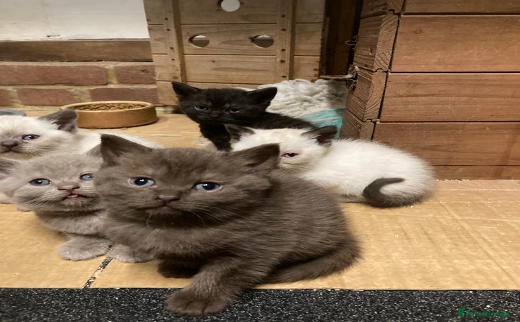 British Shorthair cats - Advert 2